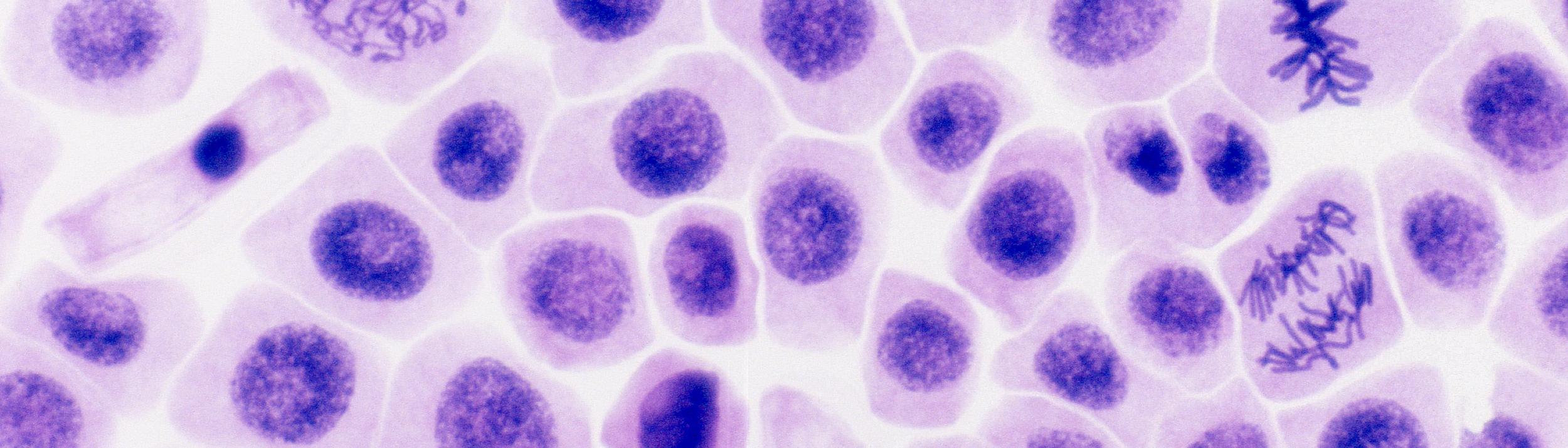 Cover Image for Calendar