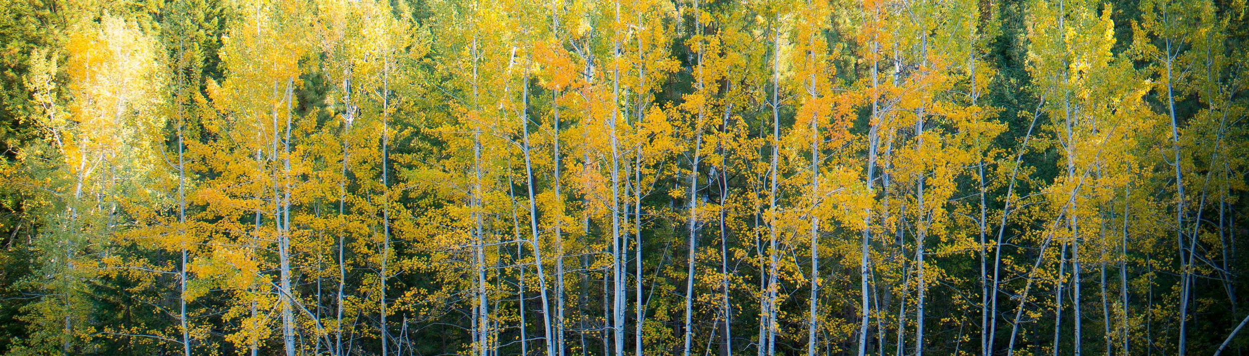 Cover Image for Calendar