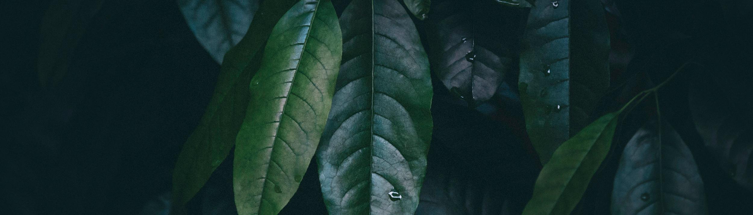 Cover Image for Calendar