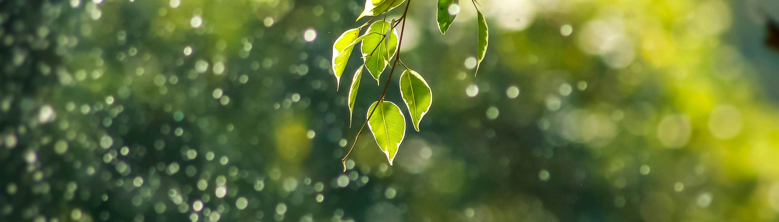 Cover Image for Calendar