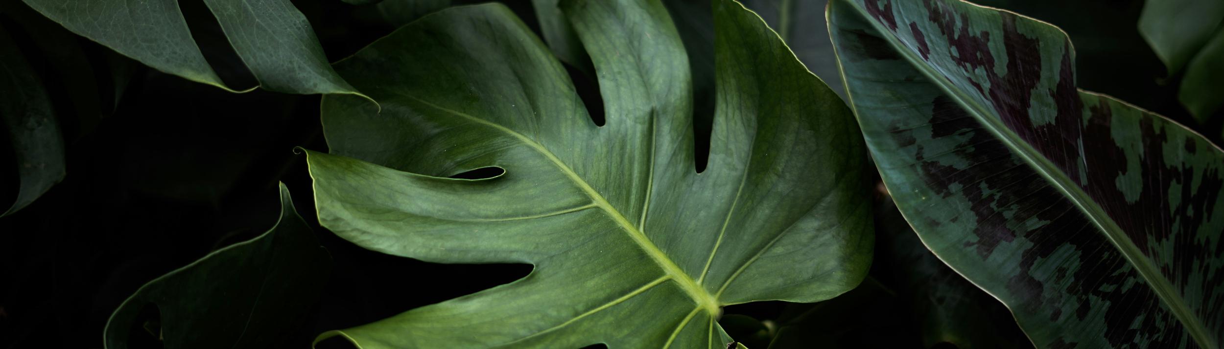 Cover Image for Calendar