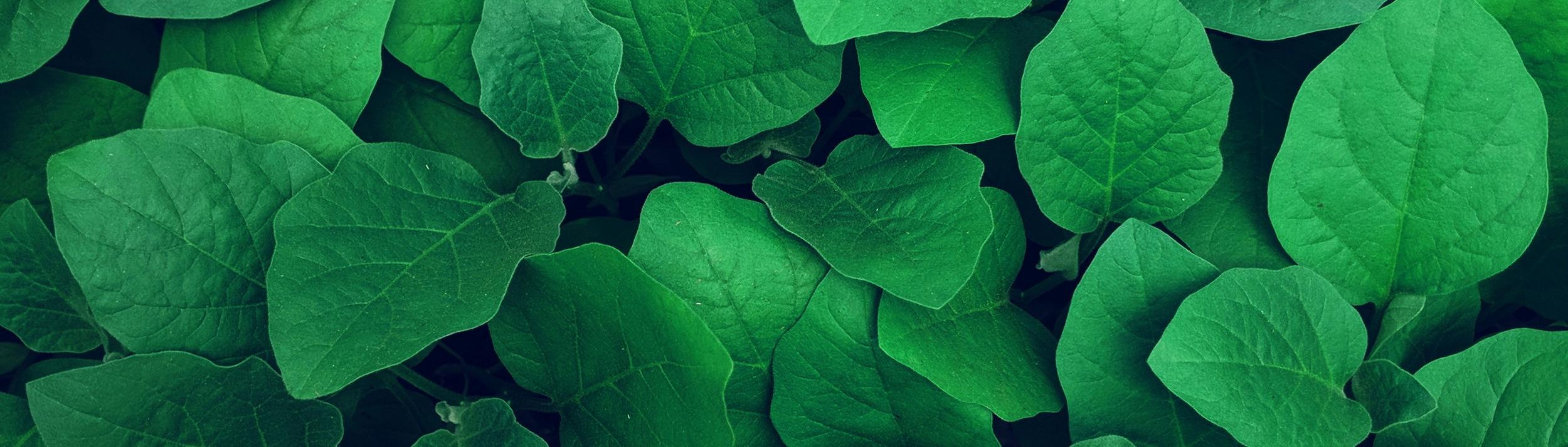 Cover Image for Calendar