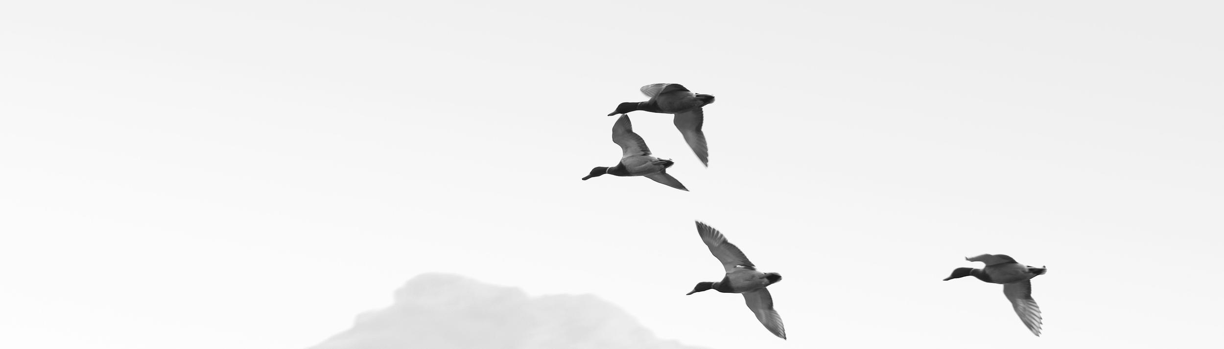 Cover Image for Calendar