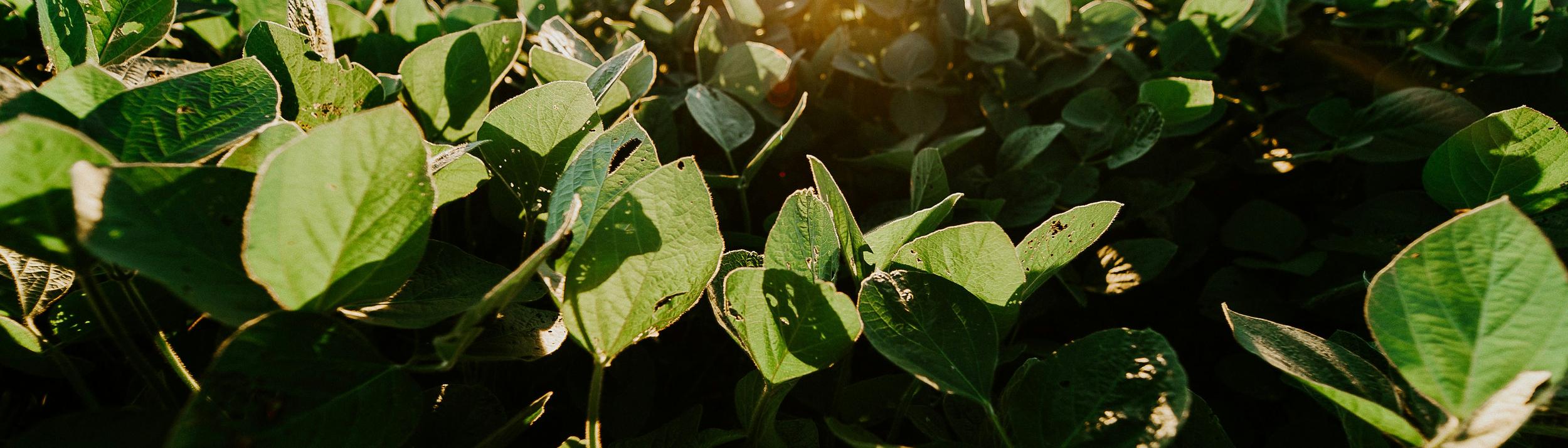 Cover Image for Calendar