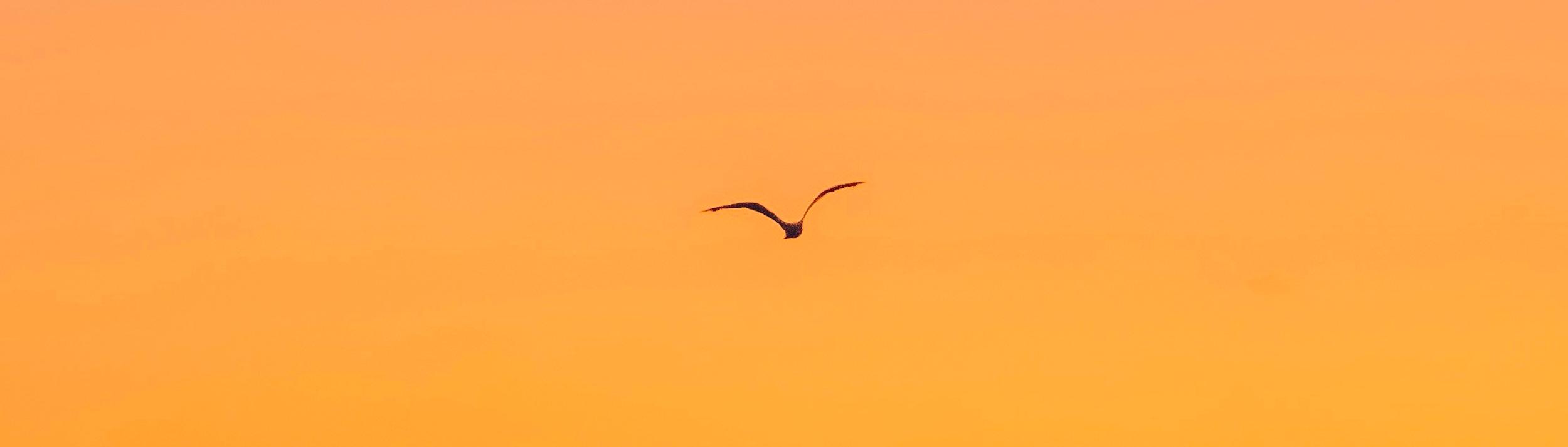 Cover Image for Calendar