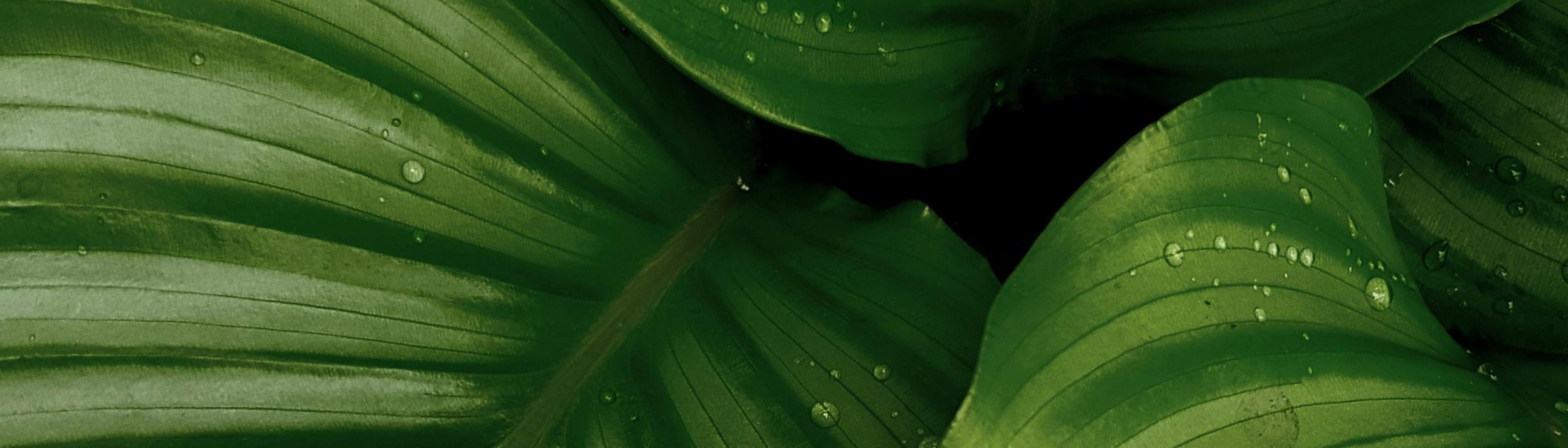 Cover Image for Calendar