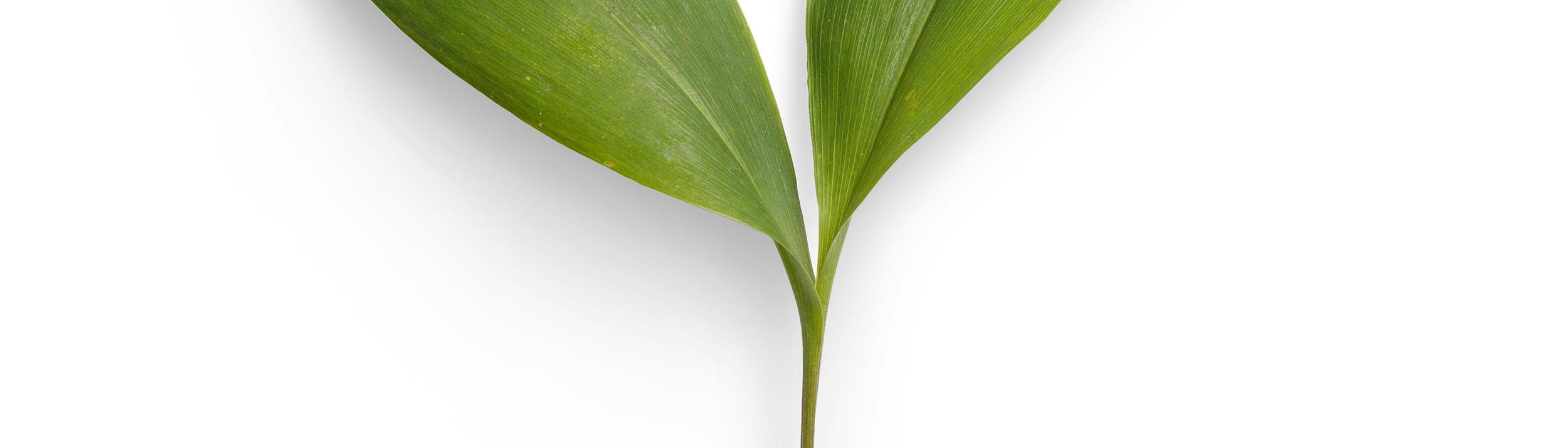 Cover Image for Calendar