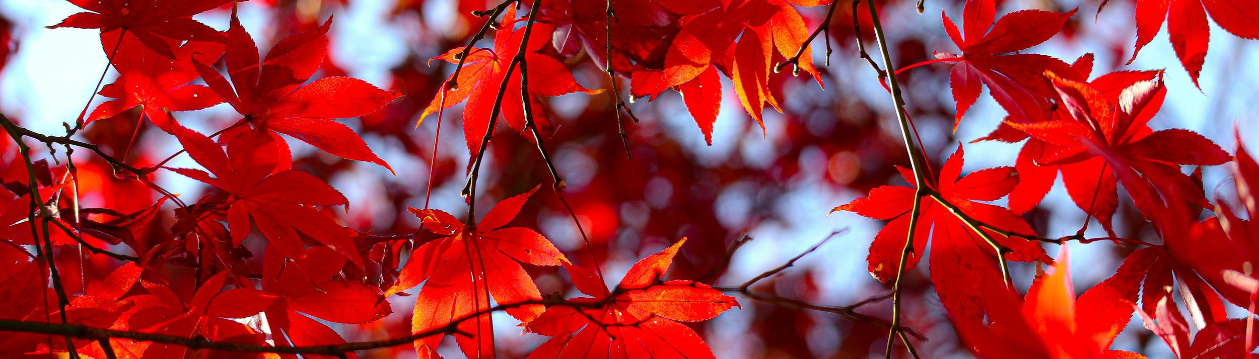 Cover Image for Calendar