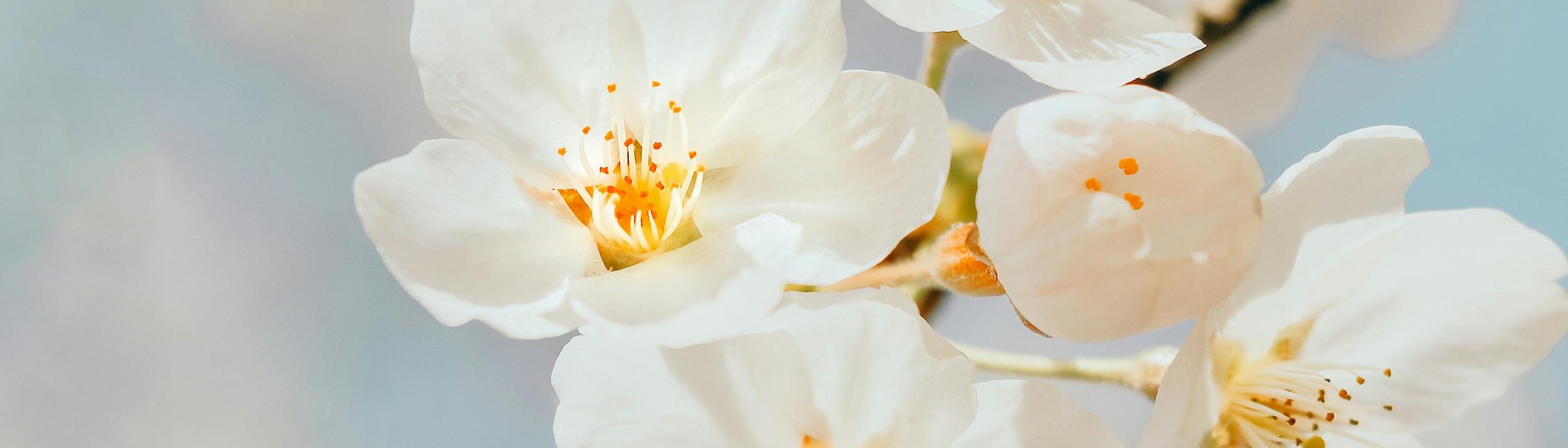 Cover Image for Calendar