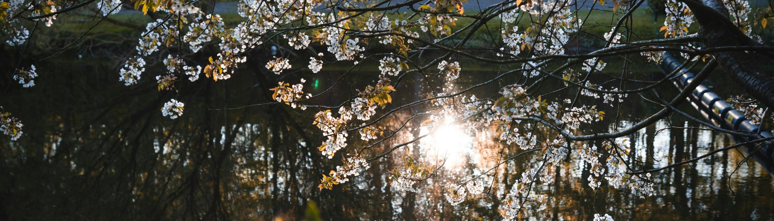 Cover Image for Calendar