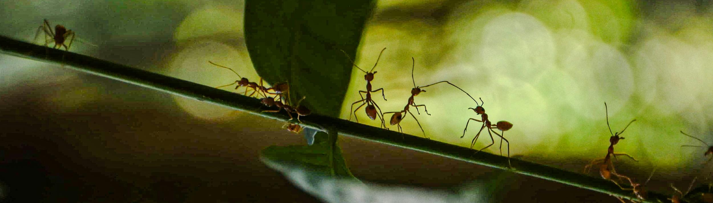 Cover Image for Calendar