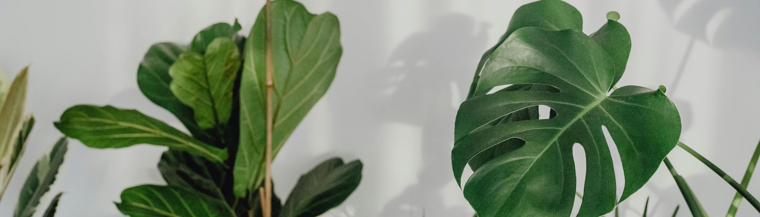 Cover Image for Calendar