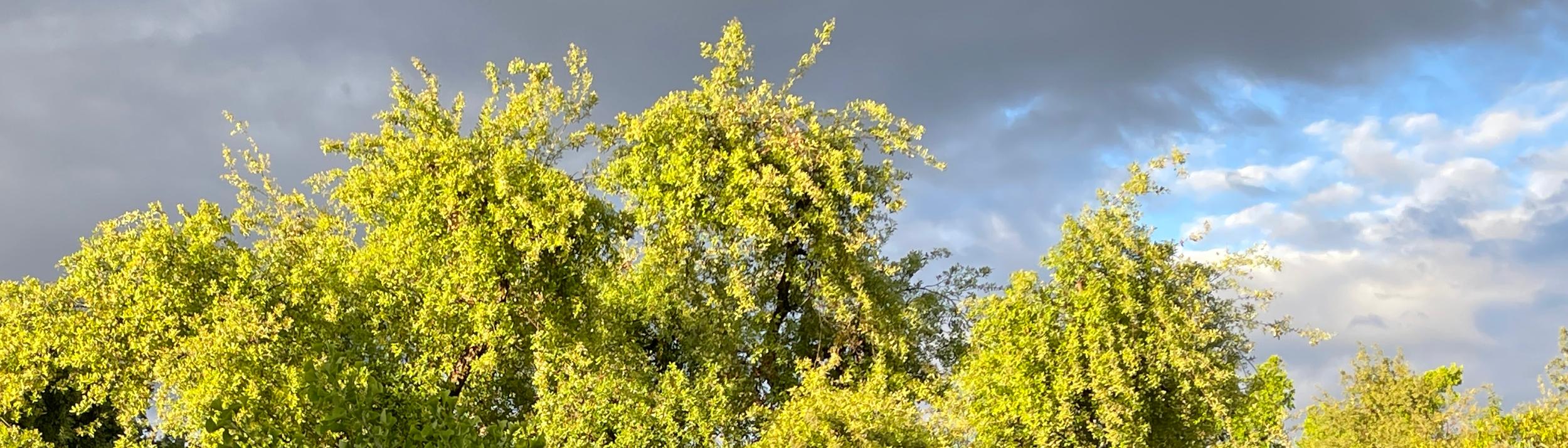 Cover Image for Calendar
