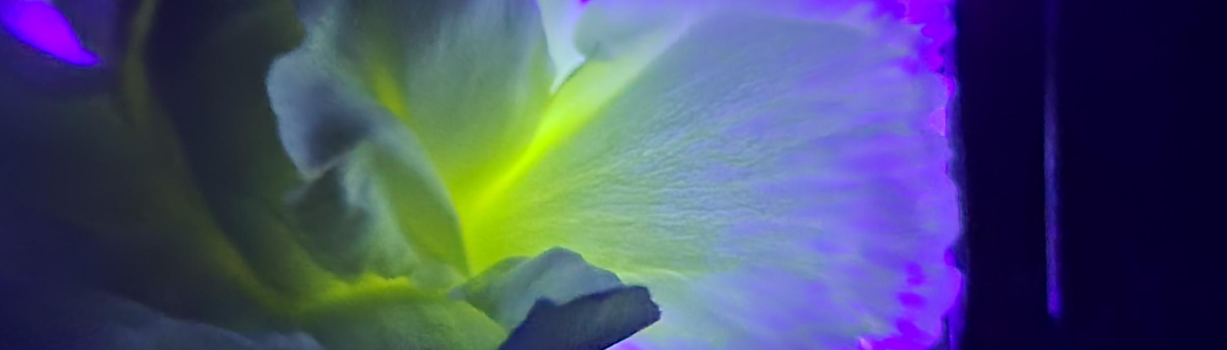 Cover Image for Calendar