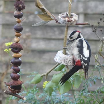 Cover Image for Vogelfutterzapfen für unsere Wintervögel - Bastelaktion für die ganze Familie
