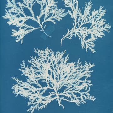 Cover Image for Toning Cyanotypes