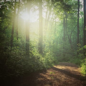 Cover Image for Trail & Talk | A Women in Tech Forest Walk