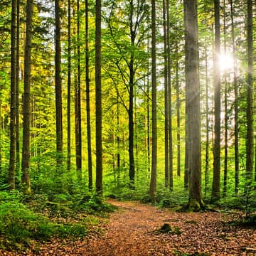 Cover Image for Health & Well-Being Resolutions for Fire & Forestry Professionals