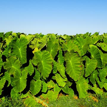Cover Image for Pasifika Community & Talanoa