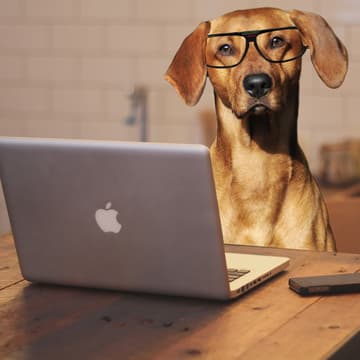 Cover Image for Causas em pauta: reunião dos GT's da causa animal