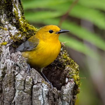 Cover Image for Capitol Hill Bird Outing