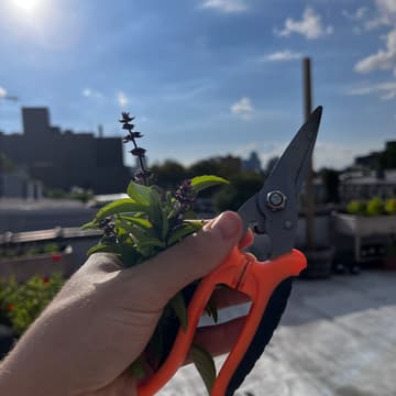Cover Image for Gardening on the Roof | Autumn Season ๐