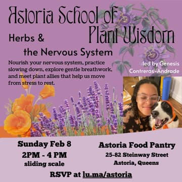 Cover Image for Herbs and the Nervous System