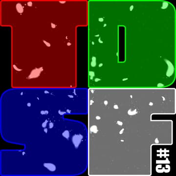 Cover Image for TDSF  #13