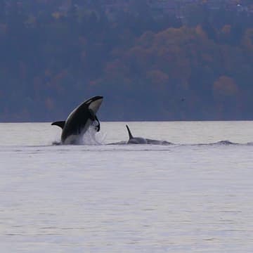 Cover Image for Orca Plunge π