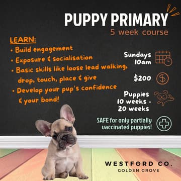 Cover Image for Puppy Primary | 10am Sundays
