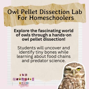 Cover Image for Owl Pellet Dissection Lab for Homeschoolers