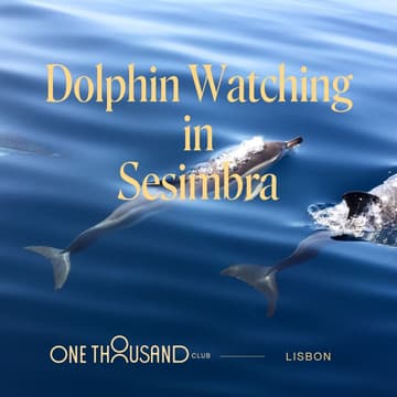 Cover Image for Dolphin Watching in Sesimbra