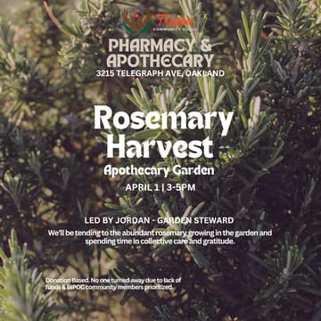 Cover Image for Apothecary Garden: Rosemary Harvests