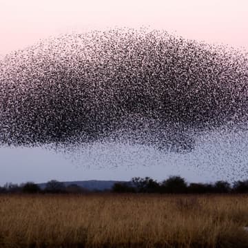 Cover Image for AI Safety Thursday: Risks Emerging from Agent Swarms