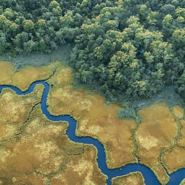 Cover Image for Ecosystems of Life: A Forest Walkshop on Your Own Living Web (Using the Ecosystem Mapping Tool)
