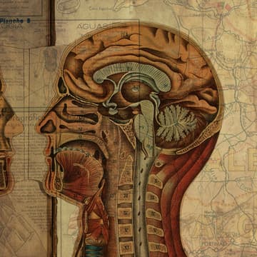 Cover Image for Cortar é Conectar / Cut and Connect