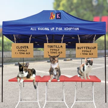 Cover Image for Meet & Greet