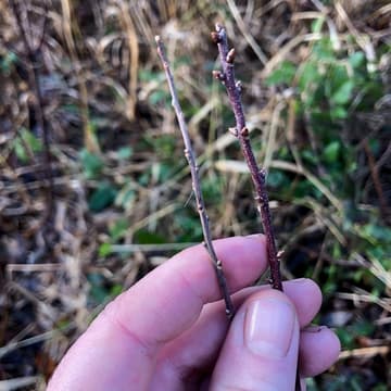 Cover Image for Winter Twig ID Plant Walk on the Big Quilcene River with Ariel Page