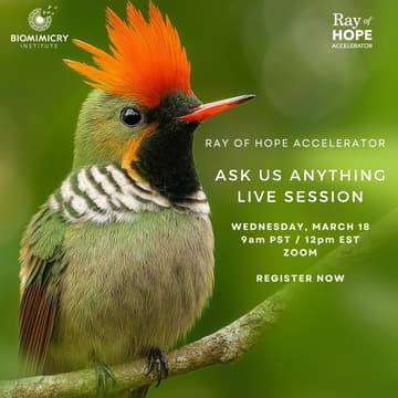 Cover Image for Ray of Hope Accelerator | Ask Us Anything Session