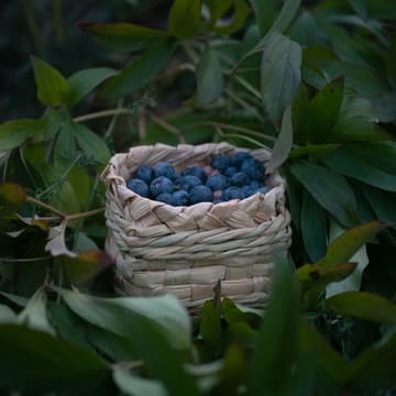 Cover Image for Cattail Berry Basket