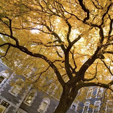 Cover Image for Arbor Day at Fordham University