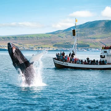 Cover Image for Whale Watching Adventure