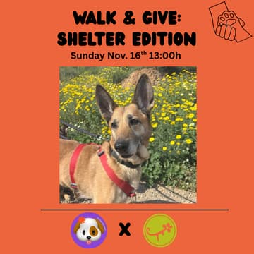 Cover Image for Walk & Shelter Supply Drop-Off | City Dogs x Protectora