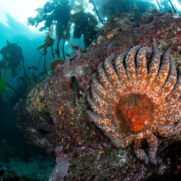 Cover Image for Life and Death on the California Coast: a resurrection story (with starfish. And PhD's!)
