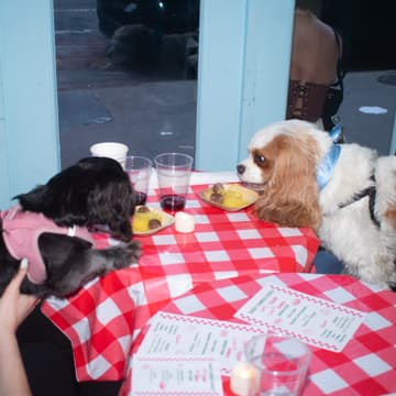 Cover Image for Bark in the Park 5K - Race Pregame Spaghetti Dinner