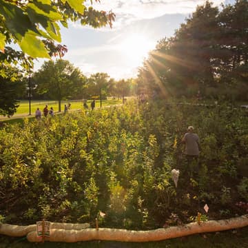 Cover Image for How to Make a Mini Forest