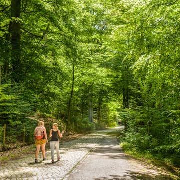 Cover Image for Early morning walk in the forest