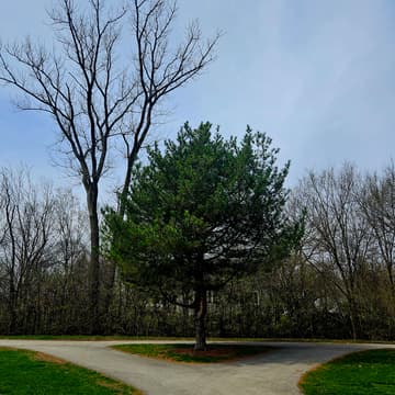 Cover Image for Idealist Days in Wheaton, IL.