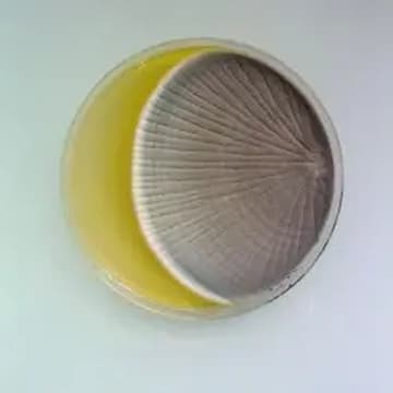 Cover Image for SF Biohackers Meetup