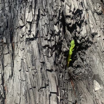 Cover Image for Parents Against the Future